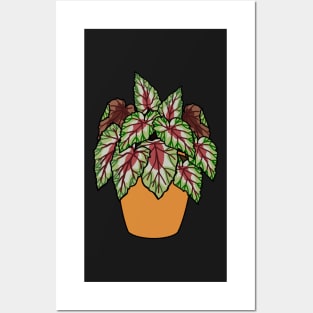 Begonia Rex Plant Illustration | Plant in a pot Posters and Art